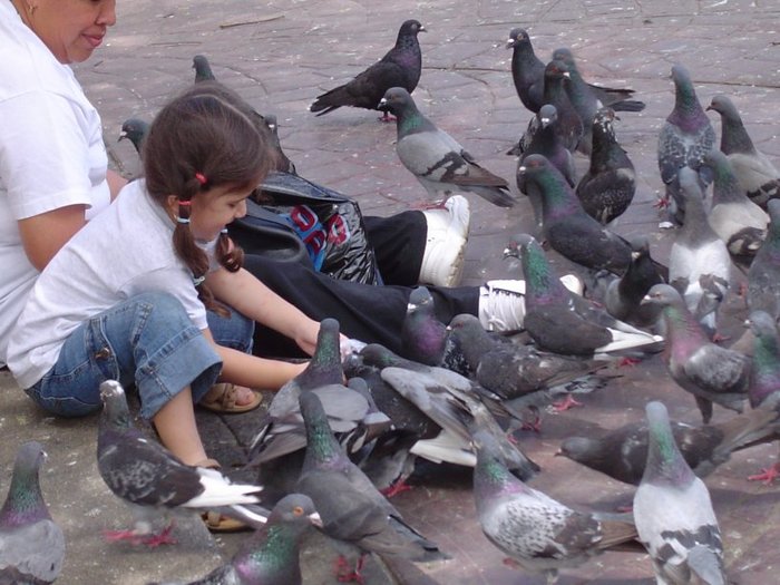 Porumbei23937 - Stop sacrificarea lasati porumbei sa zboare--Stop the slaughter let to fly pigeons