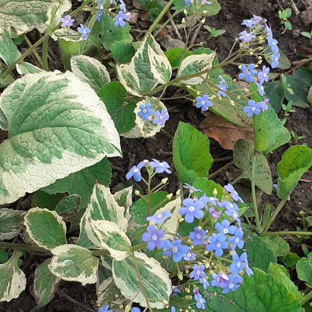  - 002Flori de primăvară 2021