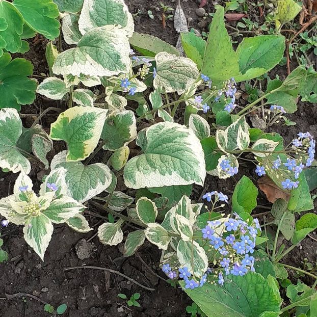  - 002Flori de primăvară 2021