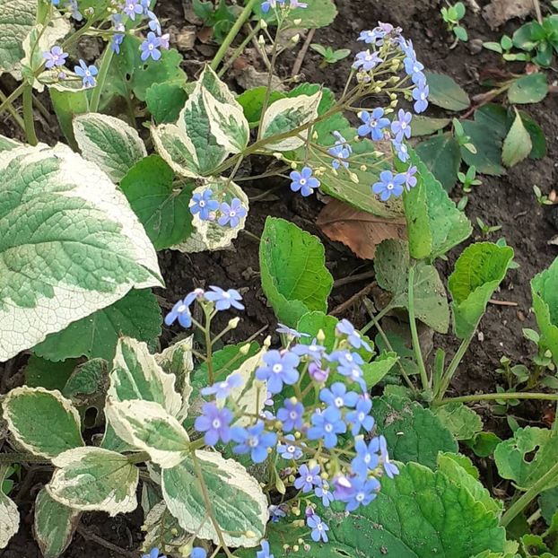  - 002Flori de primăvară 2021