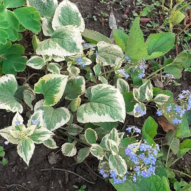  - 002Flori de primăvară 2021