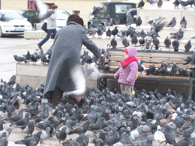 poze-porumbei-poze-haioase - Stop sacrificarea lasati porumbei sa zboare--Stop the slaughter let to fly pigeons