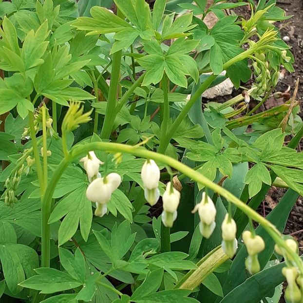  - 002Flori de primăvară 2021