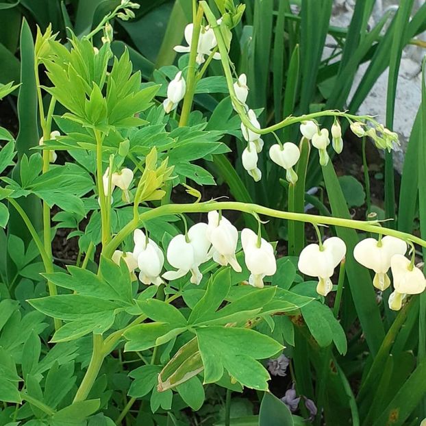  - 002Flori de primăvară 2021