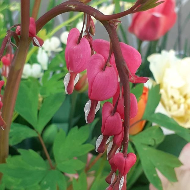  - 002Flori de primăvară 2021