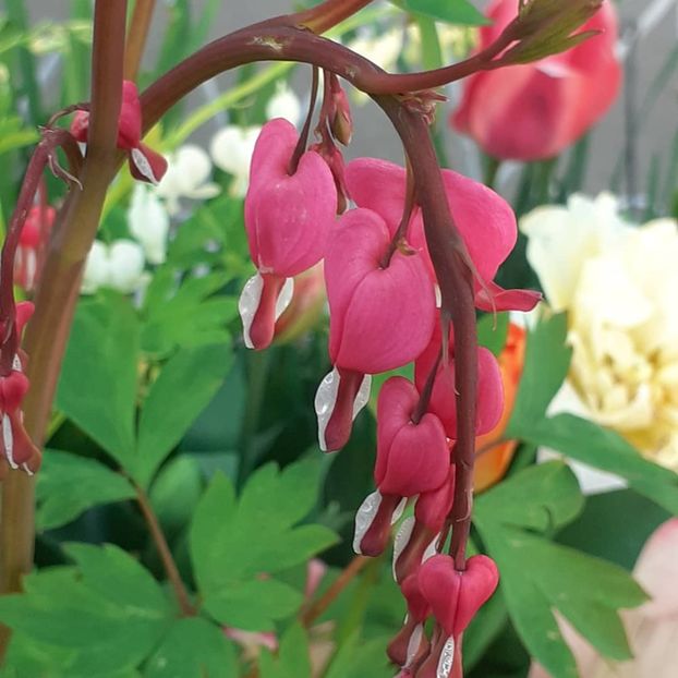  - 002Flori de primăvară 2021