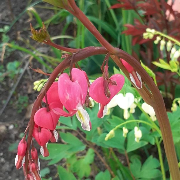  - 002Flori de primăvară 2021