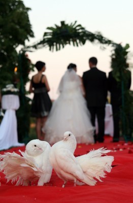 porumbei nunta- - Stop sacrificarea lasati porumbei sa zboare--Stop the slaughter let to fly pigeons