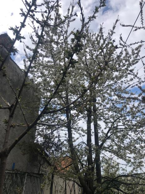 WhatsApp Image 2021-04-24 at 12.39.58 (4) - Roman 24 04 2021