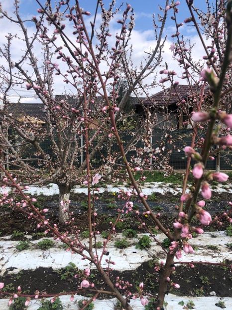 WhatsApp Image 2021-04-24 at 13.09.04 (6) - Cordun 24 04 2021