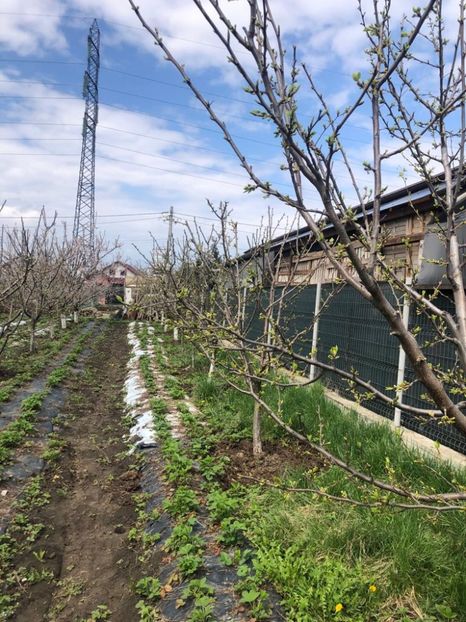 WhatsApp Image 2021-04-24 at 13.09.04 (14) - Cordun 24 04 2021