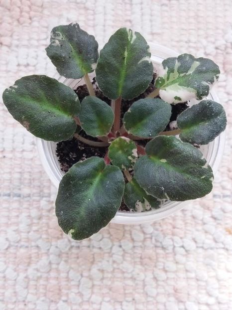 24 apr - Dean s Aquarius