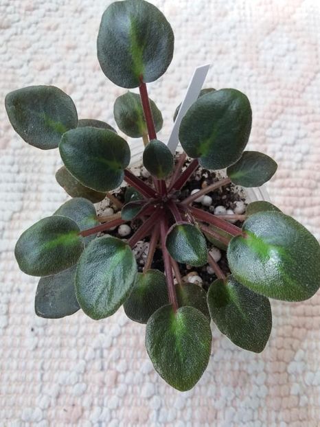 24 apr - ZZ Running Wild