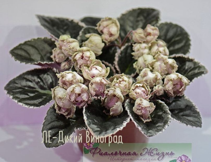 LE Dikij Vinograd - LE Dikij Vinograd