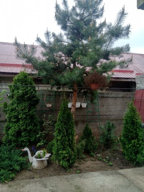  - Gratare si cuptoate din cărămidă 2020