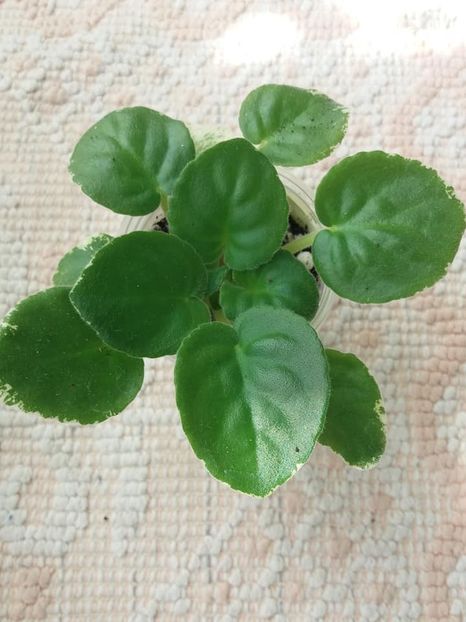 24 apr - ND Bosfor Vostochnyy