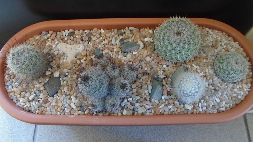 Grup de 5 Mammillaria - Cactusi 2021