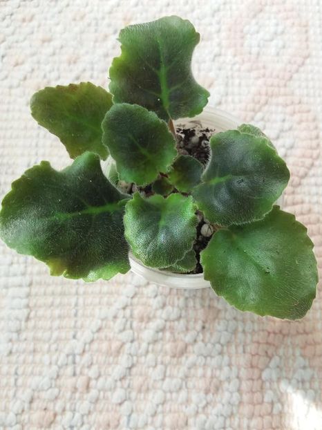 24 apr - LF Feya Ognya