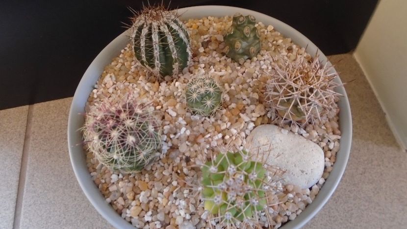 Grup de 6 cactusi - Cactusi 2021