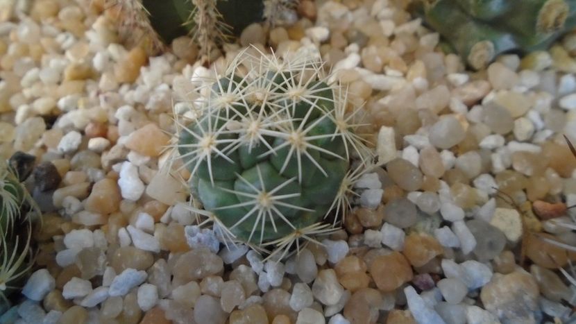 Coryphantha kracikii - Cactusi 2021
