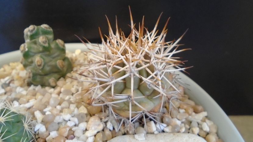 Ferocactus lindsayi - Cactusi 2021