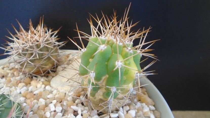 Matucana madisoniorum X Morawetzia (Oreocereus) sericata - Cactusi 2021