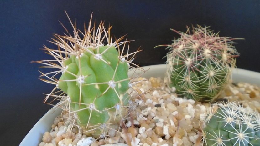Matucana madisoniorum X Morawetzia (Oreocereus) sericata - Cactusi 2021