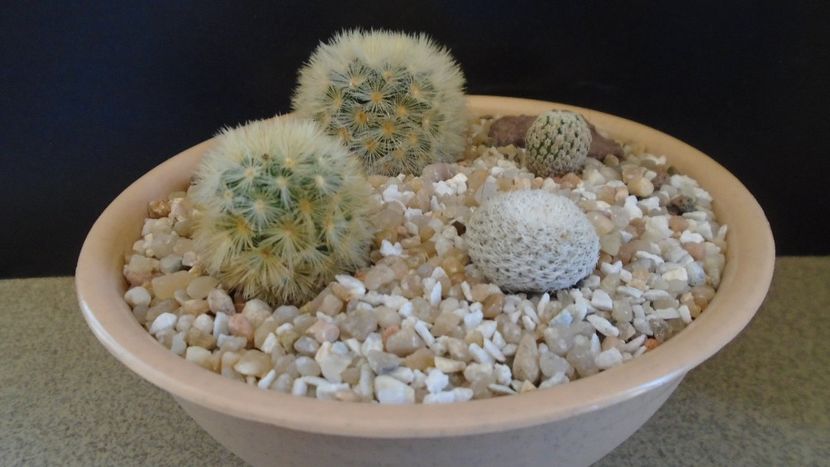 Grup de 4 Mammillaria - Cactusi 2021