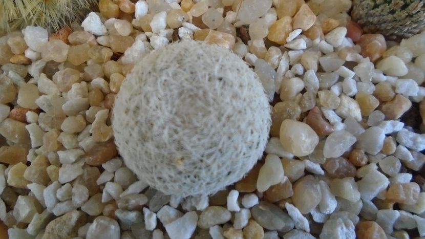 Mammillaria sp., K 145/3 (M. gieseckei n.n., Calipam, Puebla, Mx. Collector: Heinz-Josef Klein) - Cactusi 2021