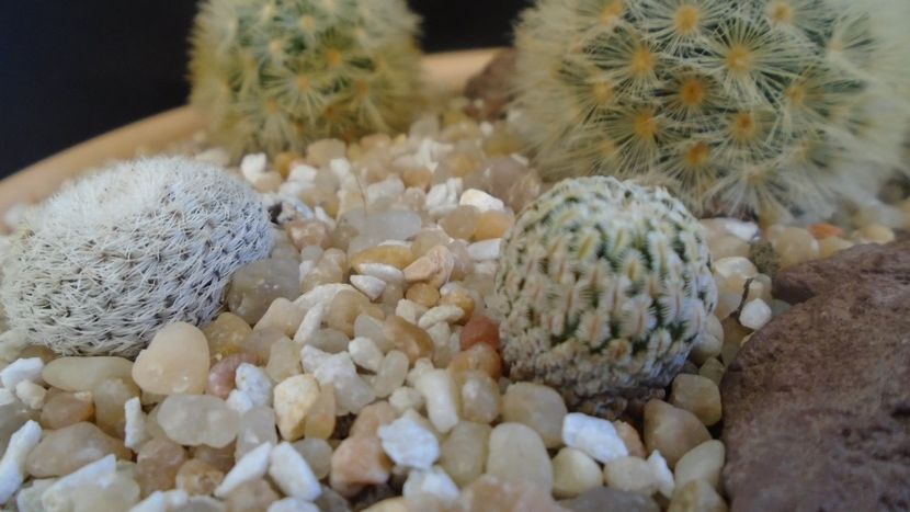 Mammillaria pectinifera & Mammillaria sp., K 145/3 - Cactusi 2021