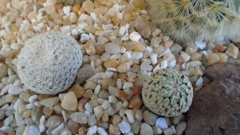 Mammillaria pectinifera & Mammillaria sp., K 145/3 - Cactusi 2021