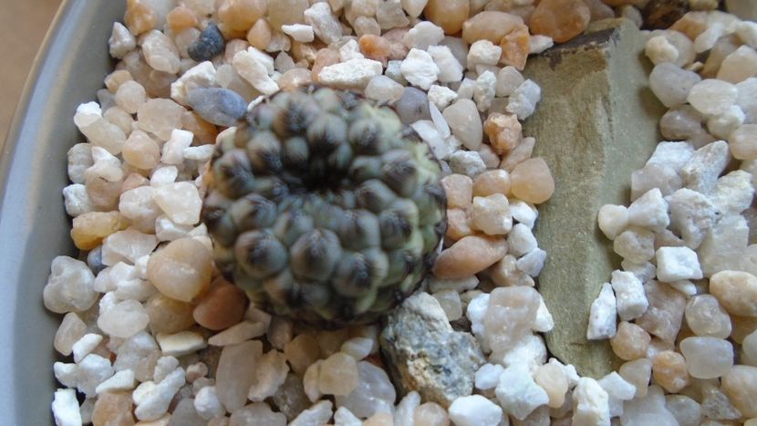 Sulcorebutia rauschii (Rebutia canigueralii) - Cactusi 2021