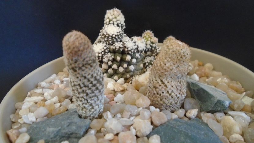 Thelocephala (Eriosyce) napina v. duripulpa (2 ex.) - Cactusi 2021