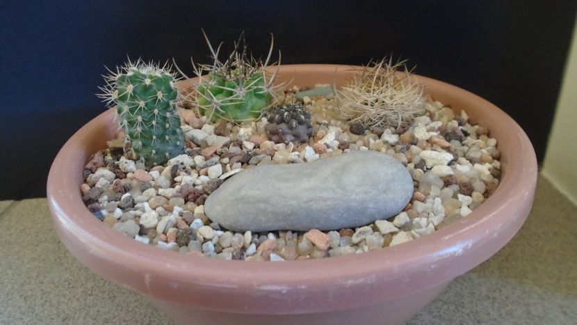 Grup de 4 Eriosyce - Cactusi 2021