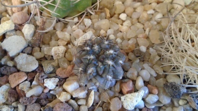 Eriosyce caligophyla - Cactusi 2021