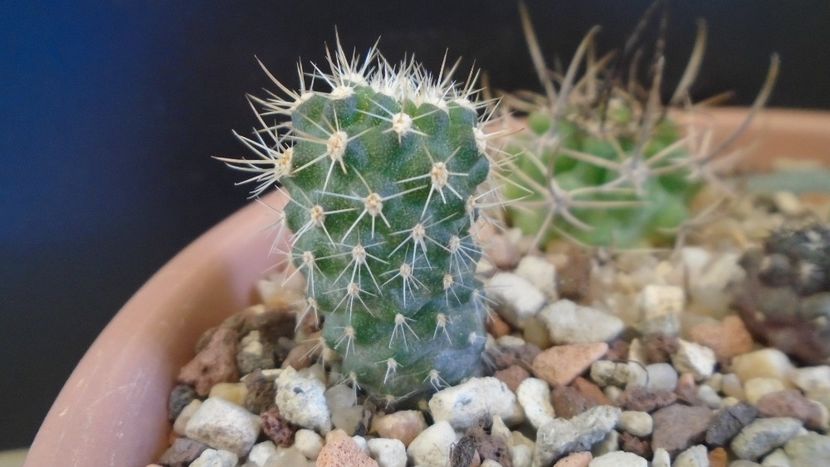 Eriosyce marksiana v. tunensis - Cactusi 2021