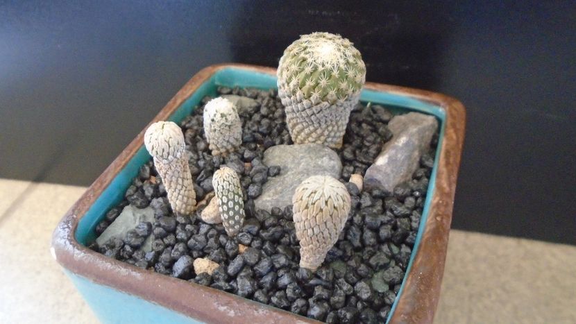 Pelecyphora aselliformis (3 ex.) - Cactusi 2021