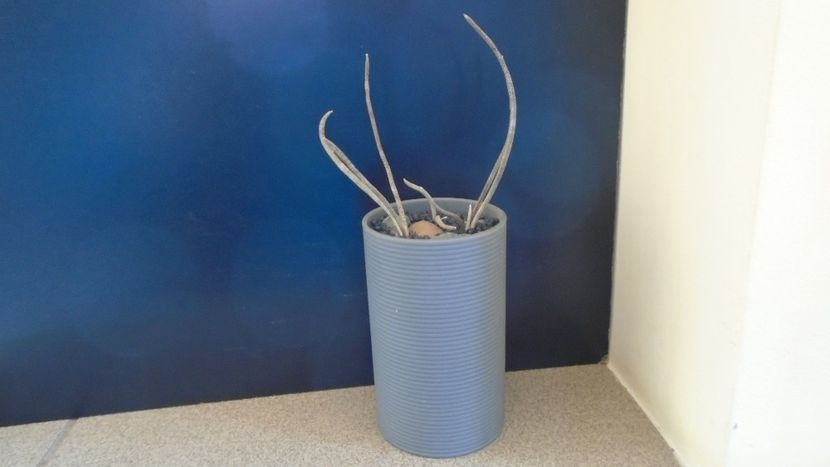 Digitostigma caput-medusae (3 ex.) - Cactusi 2021