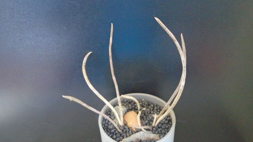 Digitostigma caput-medusae (3 ex.) - Cactusi 2021