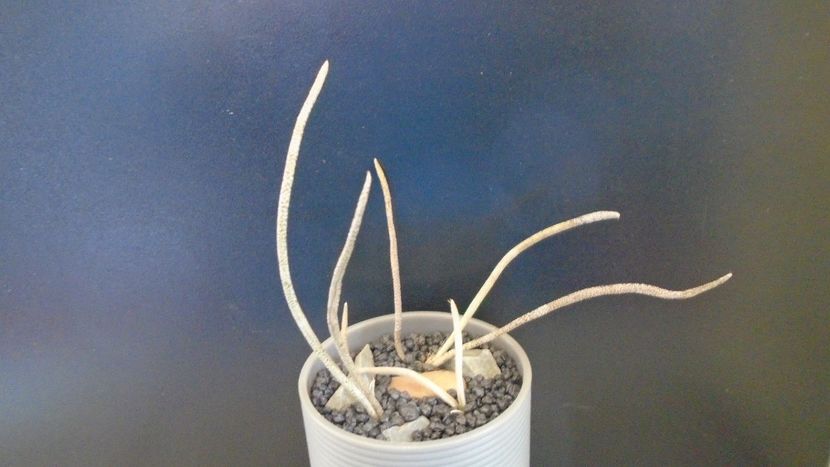 Digitostigma caput-medusae (3 ex.) - Cactusi 2021