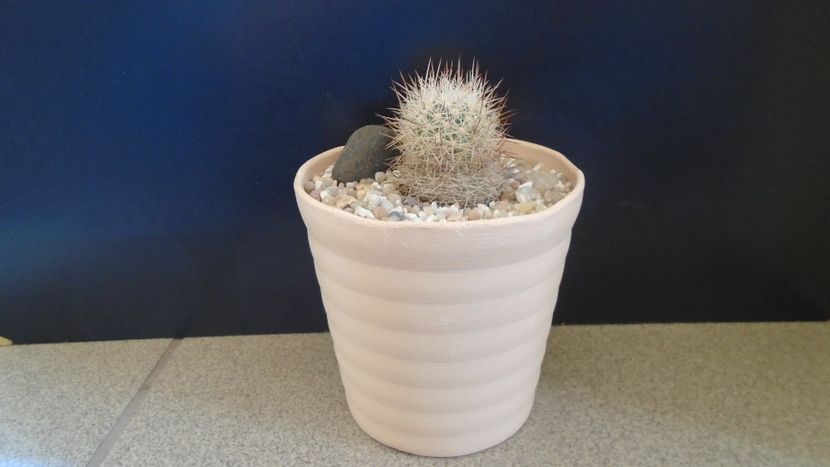 Escobaria villardii, SB 66 Otero County, New Mexico, USA - Cactusi 2021