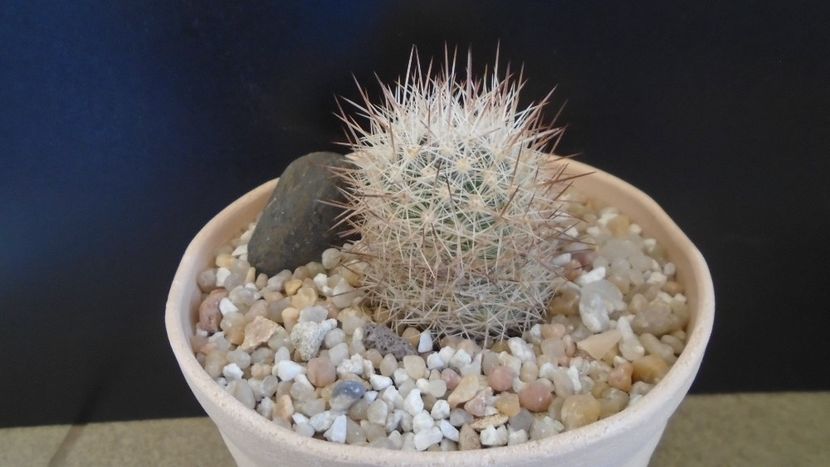 Escobaria villardii, SB 66 Otero County, New Mexico, USA - Cactusi 2021