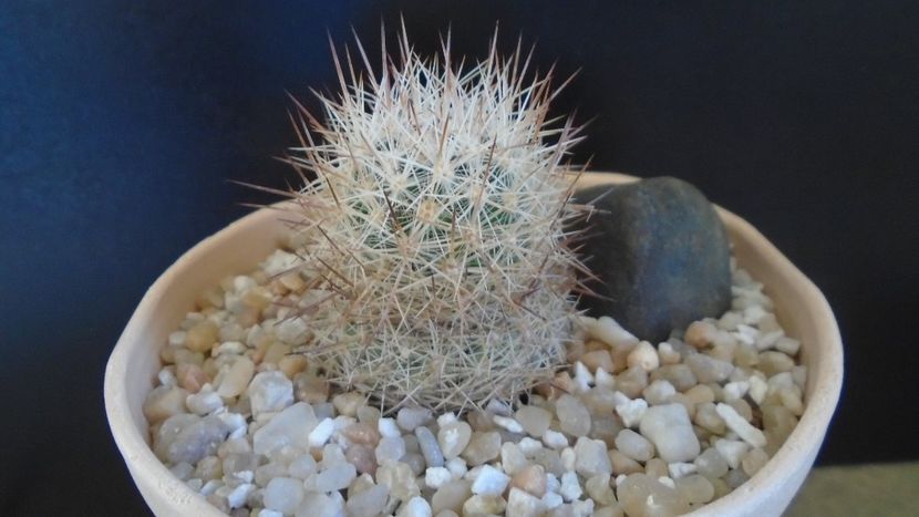 Escobaria villardii, SB 66 Otero County, New Mexico, USA - Cactusi 2021