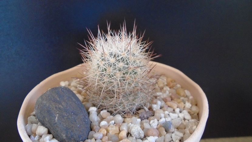 Escobaria villardii, SB 66 Otero County, New Mexico, USA - Cactusi 2021