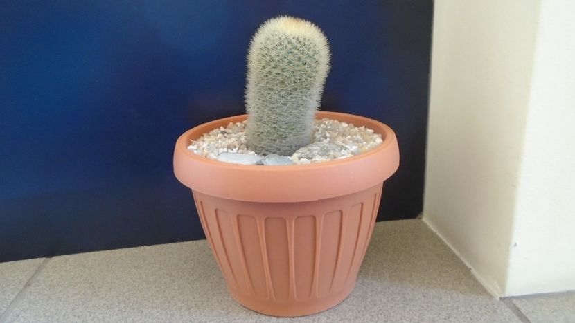 Mammillaria pilcayensis v. chrysodactyla - Cactusi 2021