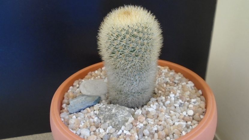 Mammillaria pilcayensis v. chrysodactyla - Cactusi 2021