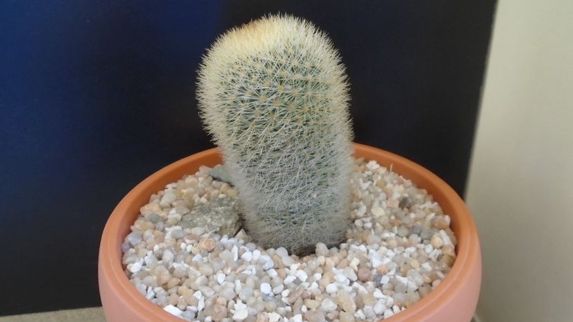 Mammillaria pilcayensis v. chrysodactyla - Cactusi 2021