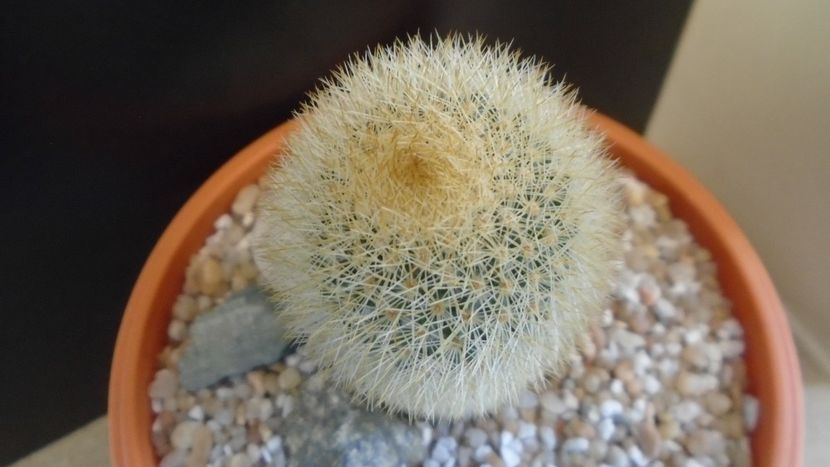 Mammillaria pilcayensis v. chrysodactyla - Cactusi 2021