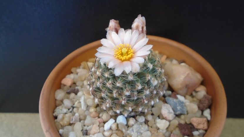 Pediocactus knowltonii - Cactusi 2021