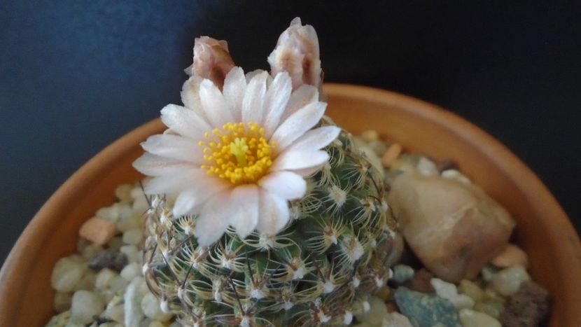 Pediocactus knowltonii - Cactusi 2021